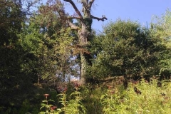 Arbre mort