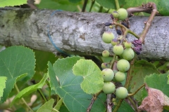 raisin-noahS