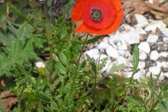 Coquelicot