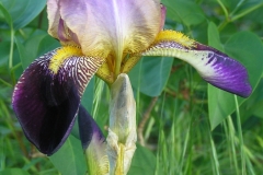 Iris