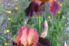 Iris