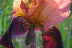 Iris