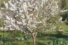 Cerisier en fleur