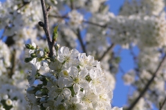 Fleurs de cerisier