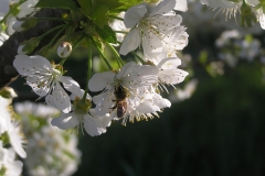 Fleurs de cerisier