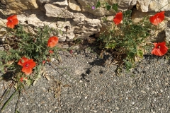 Coquelicots
