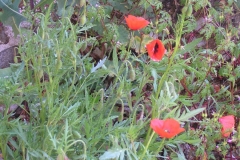 Coquelicots
