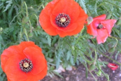 Coquelicots