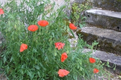 Coquelicots