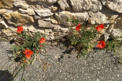 coquelicots