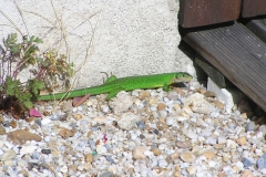 Lézard vert
