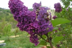 Lilas