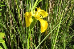 Iris d'eau