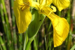Iris d'eau